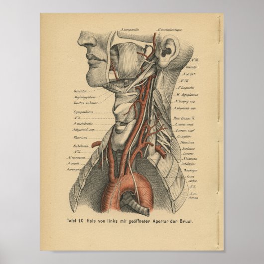  1888 Duitse anatomie Print Aortic Arch (Voorkant)