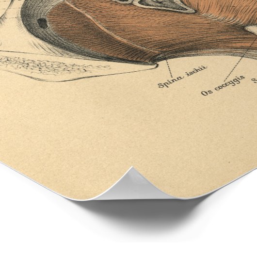  1888 Duitse anatomie print bekkenspieren (Hoek)