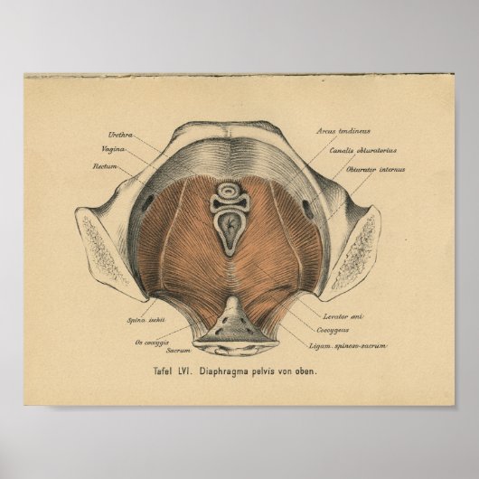  1888 Duitse anatomie print bekkenspieren (Voorkant)