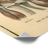 1888 Duitse anatomie print bekkenspieren (Hoek)