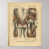  1888 Duitse anatomie print bekkenspieren (Voorkant)