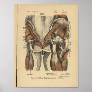  1888 Duitse anatomie print bekkenspieren