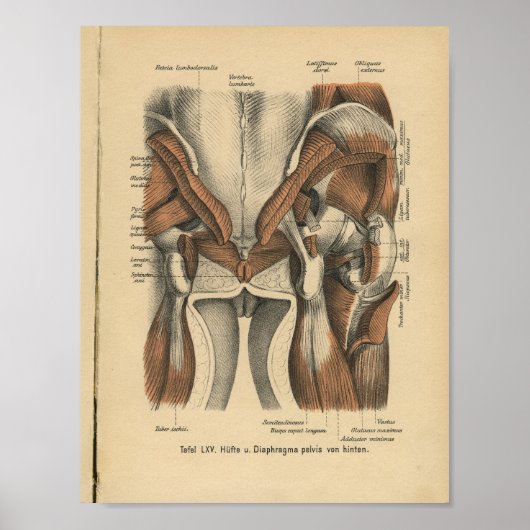 1888 Duitse anatomie print bekkenspieren (Voorkant)