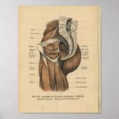  1888 Duitse anatomie print bekkenspieren (Voorkant)