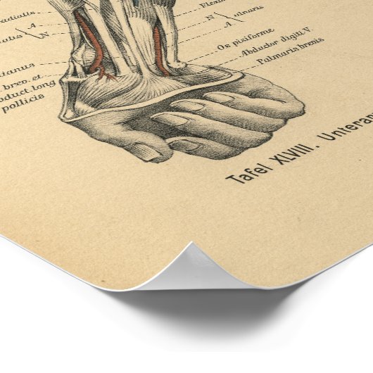  1888 Duitse anatomie print Elbow Arm (Hoek)