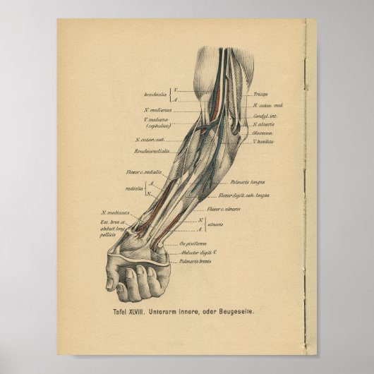 1888 Duitse anatomie print Elbow Arm (Voorkant)