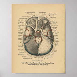 1888 Duitse anatomie Print Skull Eyes