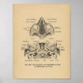 1888 Duitse anatomie Print Skull Eyes (Voorkant)