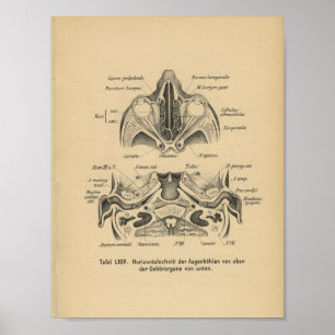 1888 Duitse anatomie Print Skull Eyes