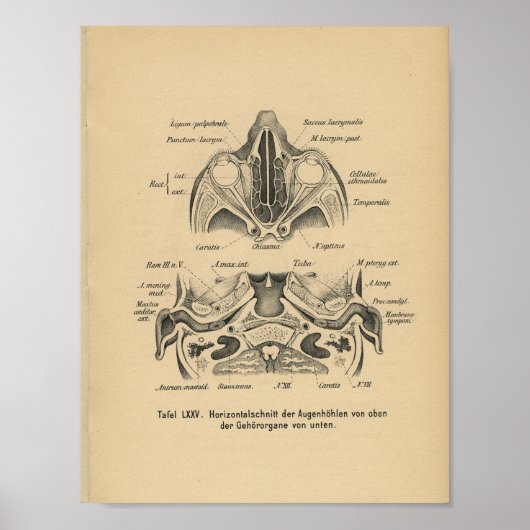  1888 Duitse anatomie Print Skull Eyes (Voorkant)