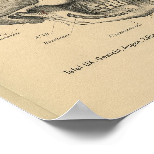  1888 Duitse anatomie Print Skull Eyes (Hoek)