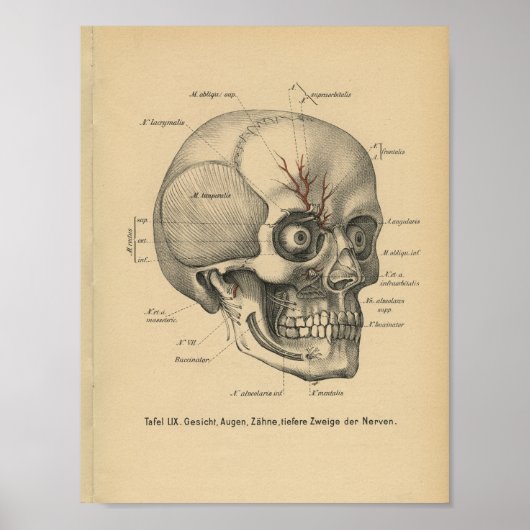 1888 Duitse anatomie Print Skull Eyes (Voorkant)