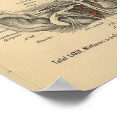 1888 Duitse anatomie printaar Poster (Hoek)