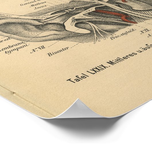  1888 Duitse anatomie printaar Poster (Hoek)