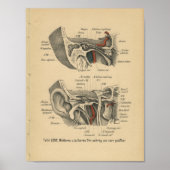  1888 Duitse anatomie printaar Poster (Voorkant)
