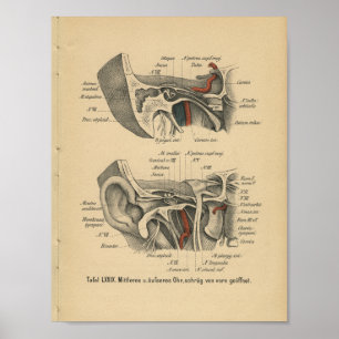 1888 Duitse anatomie printaar Poster