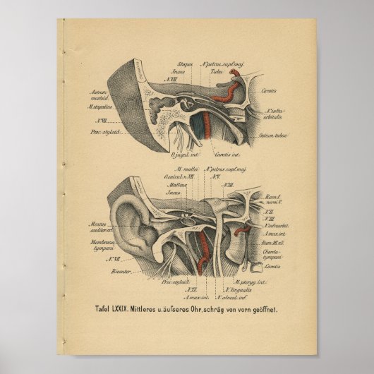 1888 Duitse anatomie printaar Poster (Voorkant)