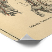 1888 Duitse anatomie printarm Elbow Poster (Hoek)