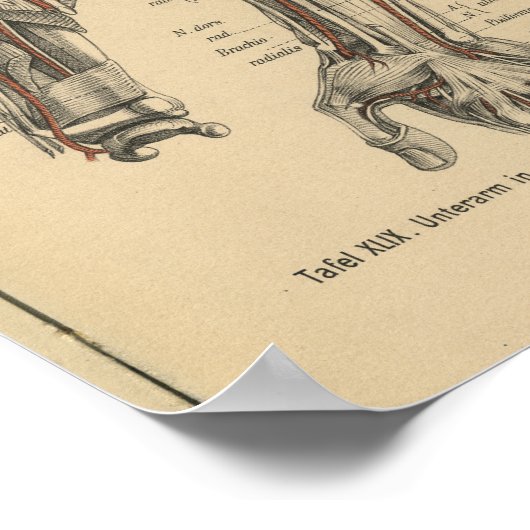 1888 Duitse anatomie printarm Elbow Poster (Hoek)
