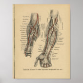 1888 Duitse anatomie printarm Elbow Poster (Voorkant)