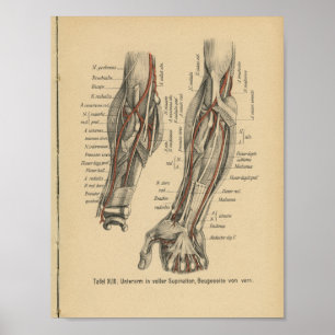  1888 Duitse anatomie printarm Elbow Poster