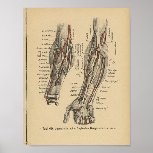 1888 Duitse anatomie printarm Elbow Poster (Voorkant)