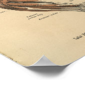 1888 Duitse anatomie printarmspieren Poster (Hoek)