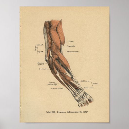 1888 Duitse anatomie printarmspieren Poster (Voorkant)