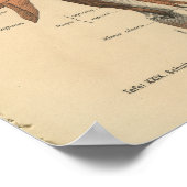  1888 Duitse anatomie printarmspieren Poster (Hoek)