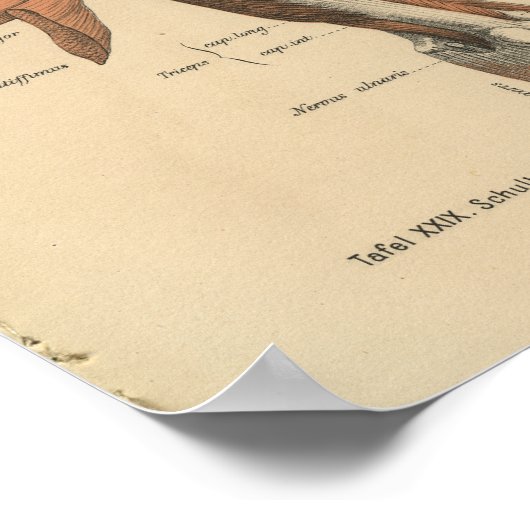  1888 Duitse anatomie printarmspieren Poster (Hoek)