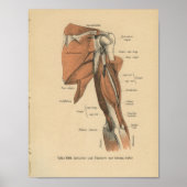  1888 Duitse anatomie printarmspieren Poster (Voorkant)