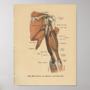 1888 Duitse anatomie printarmspieren Poster