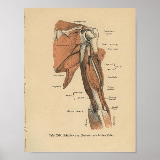  1888 Duitse anatomie printarmspieren Poster (Voorkant)