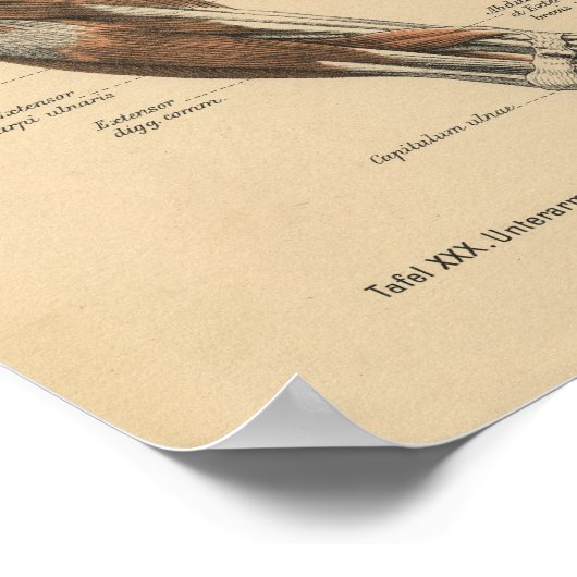  1888 Duitse anatomie printarmspieren Poster (Hoek)