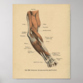  1888 Duitse anatomie printarmspieren Poster (Voorkant)