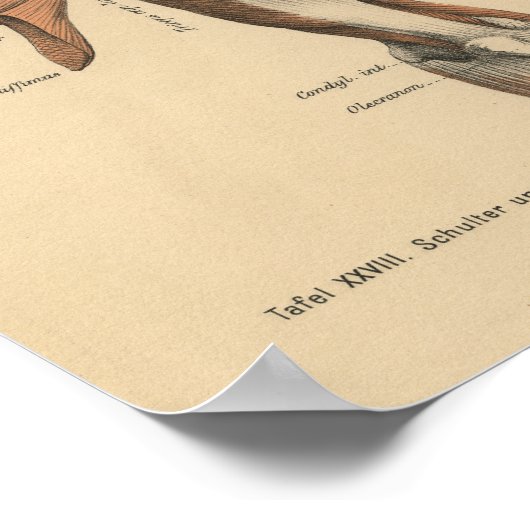  1888 Duitse anatomie printarmspieren Poster (Hoek)