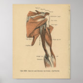  1888 Duitse anatomie printarmspieren Poster (Voorkant)