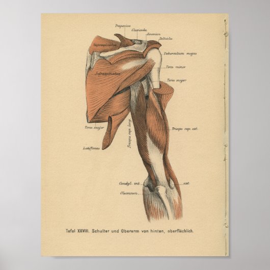  1888 Duitse anatomie printarmspieren Poster (Voorkant)