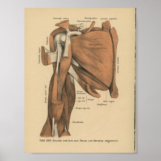  1888 Duitse anatomie printarmspieren Poster (Voorkant)