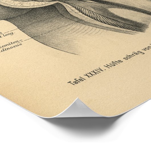  1888 Duitse anatomie printbeen Heup Poster (Hoek)