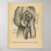  1888 Duitse anatomie printbeen Heup Poster (Voorkant)