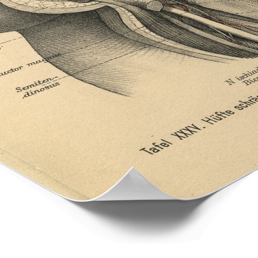 1888 Duitse anatomie printbeen Heup Poster (Hoek)