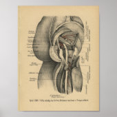 1888 Duitse anatomie printbeen Heup Poster (Voorkant)