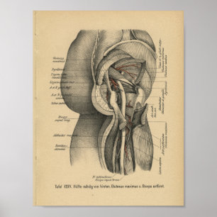  1888 Duitse anatomie printbeen Heup Poster