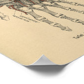 1888 Duitse anatomie printhand Poster (Hoek)