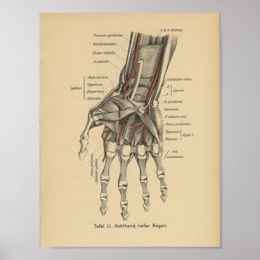1888 Duitse anatomie printhand Poster (Voorkant)