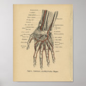  1888 Duitse anatomie printhand Poster (Voorkant)