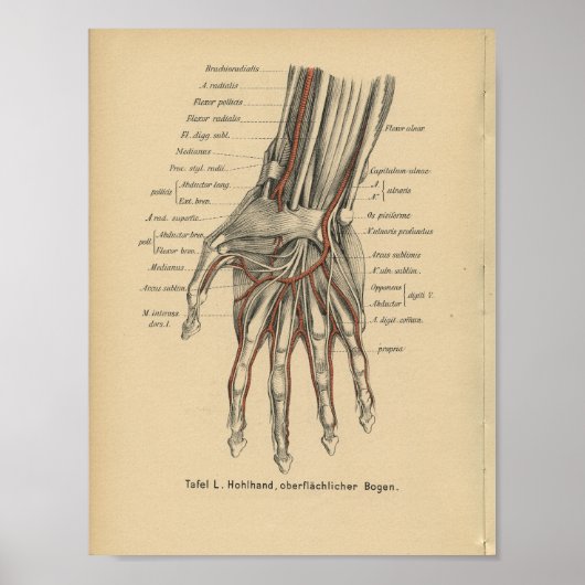  1888 Duitse anatomie printhand Poster (Voorkant)