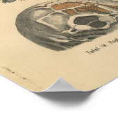  1888 Duitse anatomie printruggengraat Poster (Hoek)