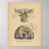  1888 Duitse anatomie printruggengraat Poster (Voorkant)